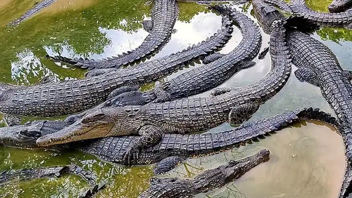 তুমব্রু পাহাড়ে কুমিরের রাজ্য!