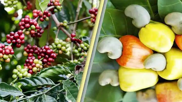 পাহাড়ে অর্থনীতির নতুন ভিত্তি কাজু ও কফি