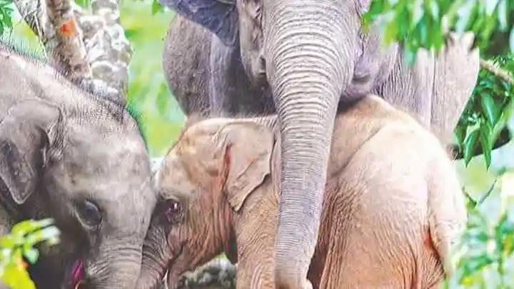 হ্রদের পানিতে ডুবে বিরল রঙের সেই হাতি শাবকের মৃত্যু!