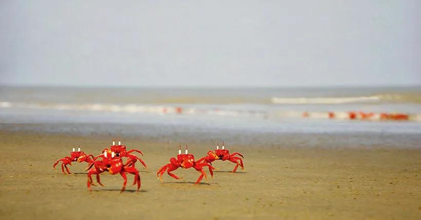 সোনাদিয়া দ্বীপের হারানো জীববৈচিত্র্য ফিরিয়ে আনতে ৩ কোটি ৩৮ লাখ টাকার প্রকল্প