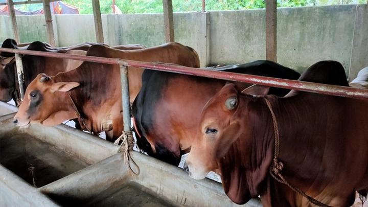 চাহিদার চেয়েও বেশি গরু-ছাগল খাগড়াছড়িতে